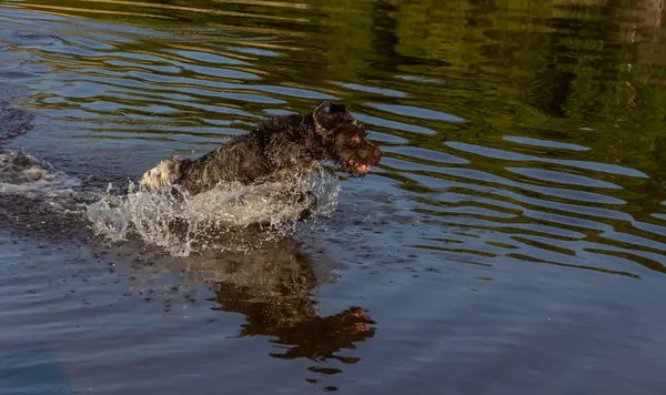 Jakt Hunden Drathaar Rinner Vattnet Ett Sprejmoln — Stockfoto