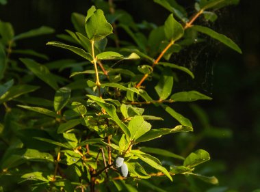 Yeşil yaprakları ve mavi çilek ile hanımeli Dalları