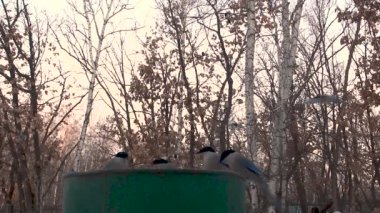 varilyapılmış bir kuş besleyici uçtu kuş sürüleri.