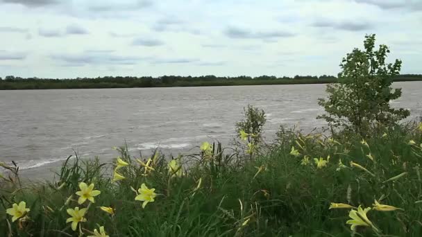 Żółte Kwiaty Nad Brzegiem Dużej Rzeki Huśtające Się Pod Wiatr — Wideo stockowe