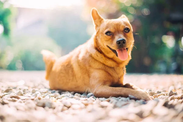 Ładny Brązowy Pies Uśmiechnięty Patrząc Aparat Fotograficzny — Zdjęcie stockowe