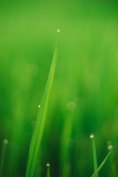 Fresh morning water dew on a green rice leaf in early morning sunrise. Beautiful green natural background.