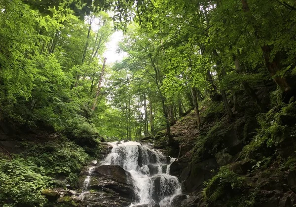 Eski orman arasında dağ şelale.