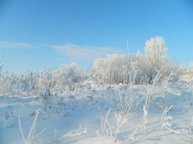 Frost'un mavi gökyüzü altında karlı bir alan üzerinde.