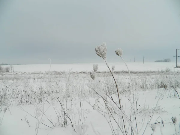 Çimlerin üzerinde don.