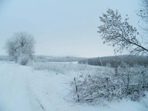 Мороз Деревах Морозний Зимовий День — стокове фото
