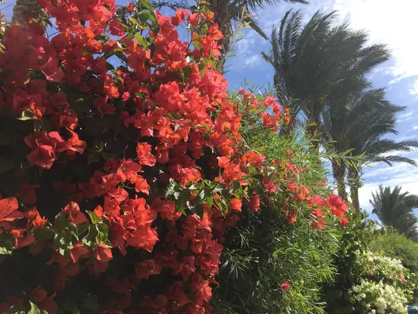 Güzel bloom kırmızı Mısır çiçekler.