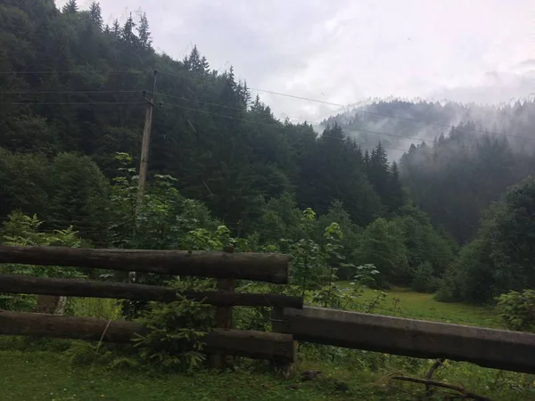 Karpat Dağları'nın yaz yeşillik.    .