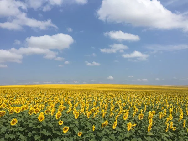 NET, mavi gökyüzü altında Ayçiçeği tarlası.