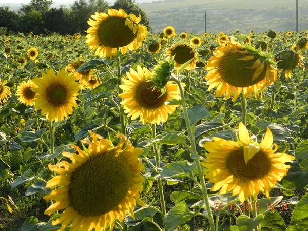 Yükselen güneş ışınlarının sabah bulutlar aydınlatmak.