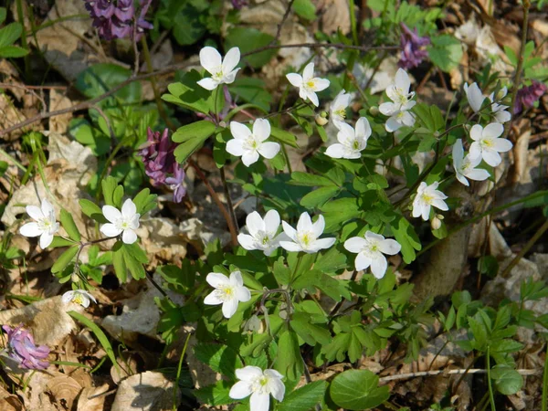 Güzel buket bahar orman çiçek.