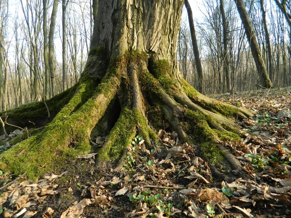 Viejas Raíces Árbol Perenne —  Fotos de Stock