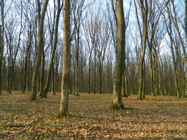 Despertar Lentamente Floresta Primavera — Fotografia de Stock