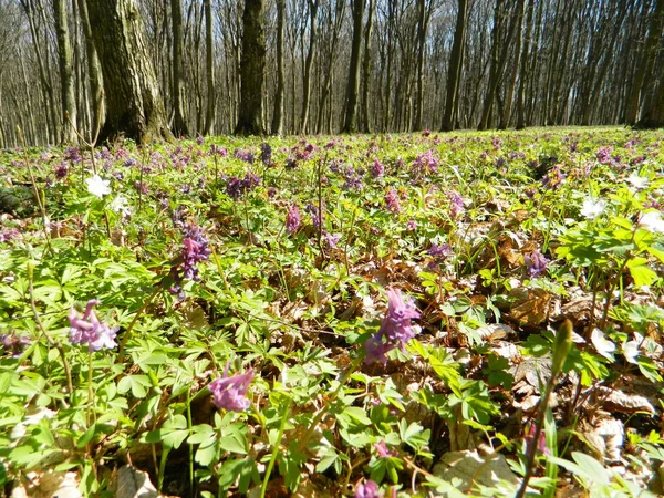 Bütün glade çiçeklerle kaplı.
