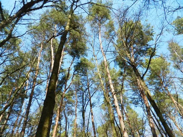 Mavi gökyüzüne karşı çam ormanı.