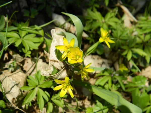 Sarı çiçekler, otlar arasında yıldız.