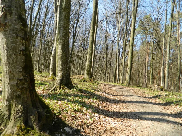 Ormanın çalılığına giden yol..