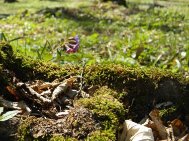 Yosun arasında güzel çiçek.