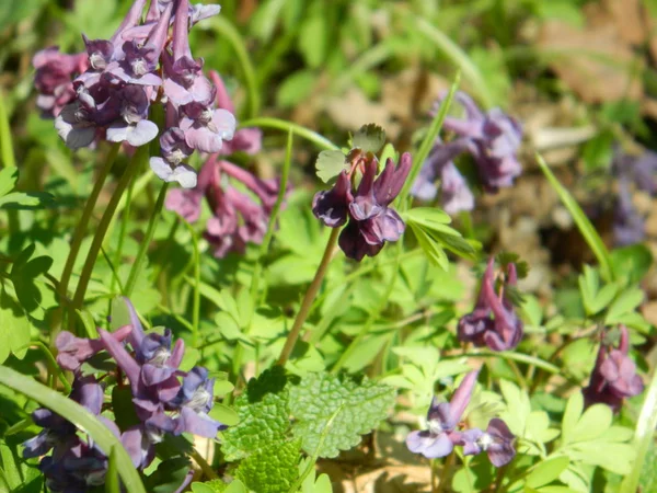 Bahar ormandaki güzel mor çiçekler.
