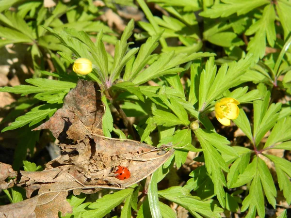Bahar çiçekleri arasında uğur böceği uyanır.