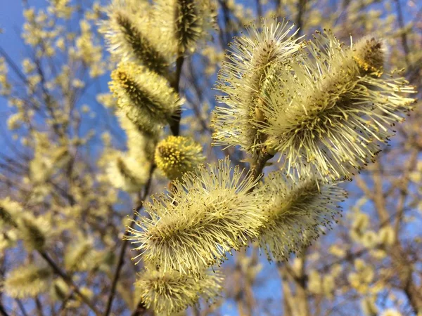 Güzel çiçekli bahar çalılar.