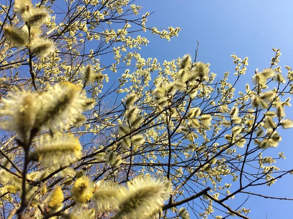 Güzel çiçekli bahar çalılar.