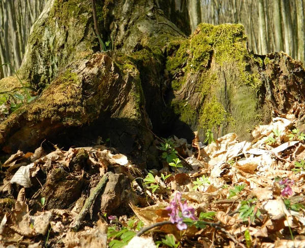 Eski ağaç yosun kaplı.