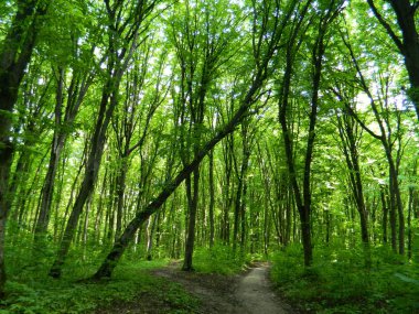 Bir yaz orman yolu, yeşil orman.