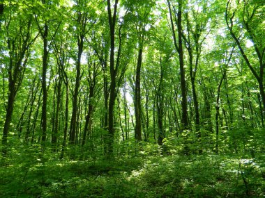 Bir yaz orman yolu, yeşil orman.