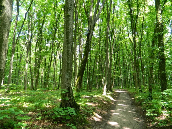 Bospad Een Zomer Groen Bos — Stockfoto