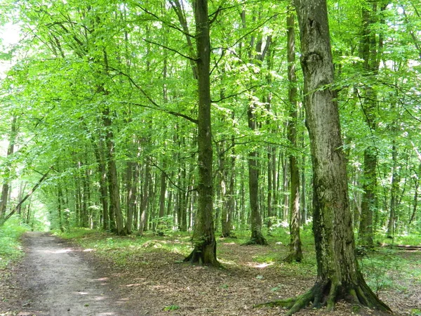 Bir yaz orman yolu, yeşil orman.