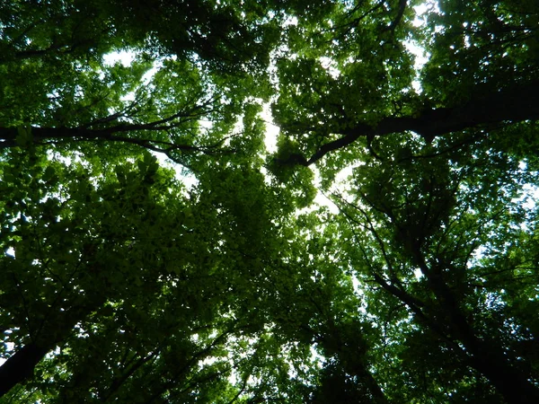 Yemyeşil, bahar ormanının yeşil kenarı.