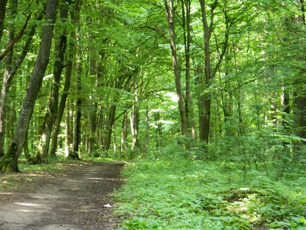 Bospad Een Zomer Groen Bos — Stockfoto