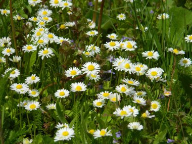 Yeşil bir çayırda güzel beyaz papatyalar.