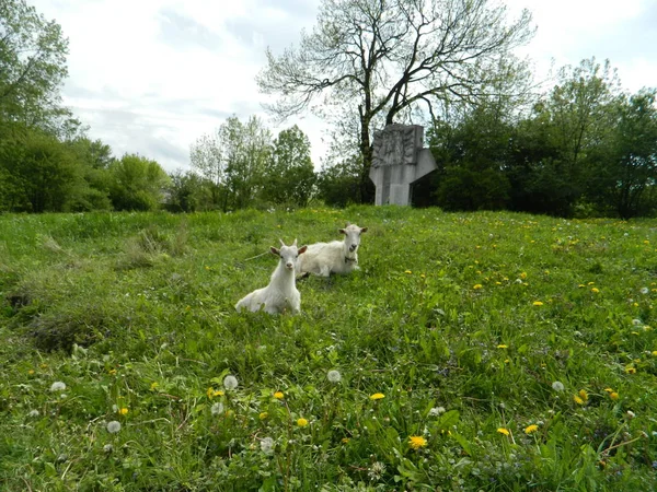 Sevimli beyaz keçiçiçekleri arasında bir bahar çayırda otlatmak.