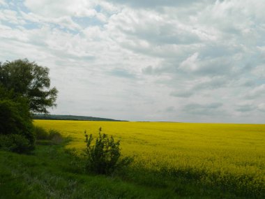 Asfalt yol yakınında sarı tecavüz güzel çiçekler.