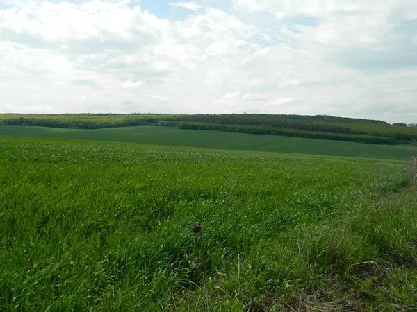 Kış buğdayı ilkbaharda tarlada diken gibi.
