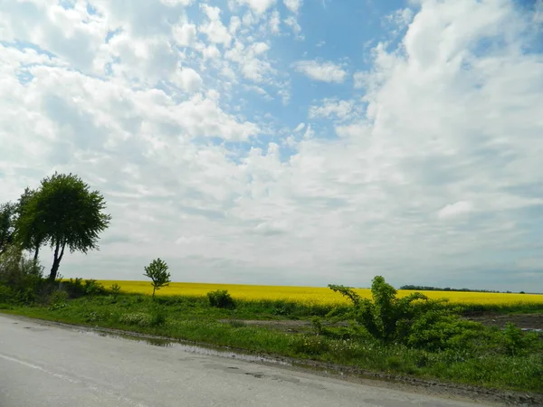Asfalt yol yakınında sarı tecavüz güzel çiçekler.