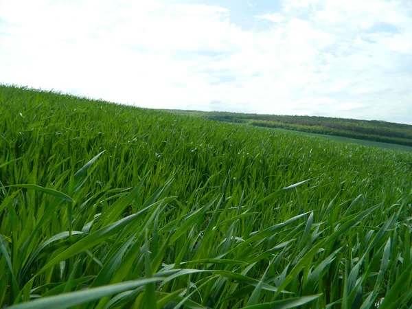 Kış buğdayı ilkbaharda tarlada diken gibi.