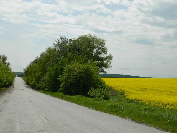 Asfalt yol yakınında sarı tecavüz güzel çiçekler.