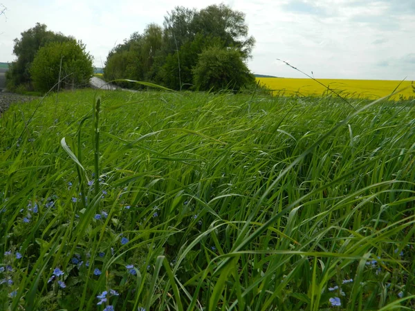 Asfalt yol yakınında sarı tecavüz güzel çiçekler.