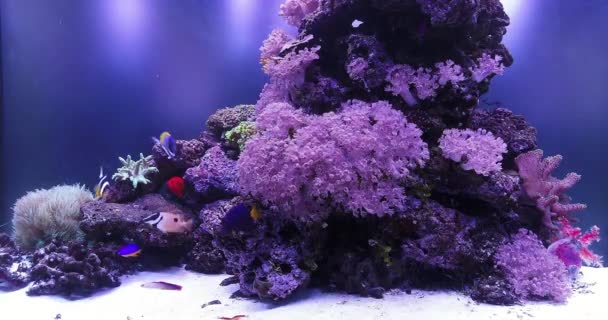 Статический Снимок Большого Аквариума Кораллами Рыбой Креветками Другими Морскими Существами — стоковое видео