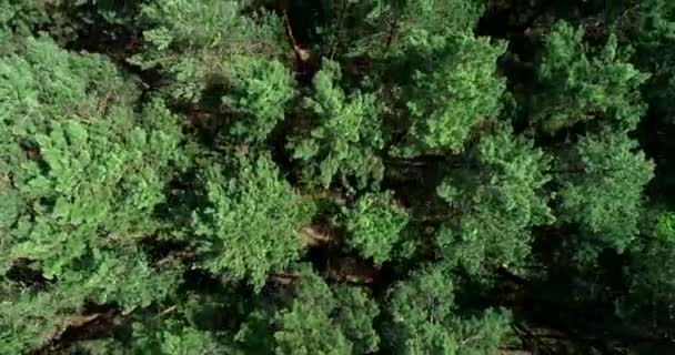 Luftaufnahme Der Kiefern Aus Dem Vogelflug Fliegen Über Den Kiefernwald — Stockvideo