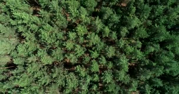 Veduta Aerea Dei Pini Dal Volo Uccello Sorvolando Pineta — Video Stock