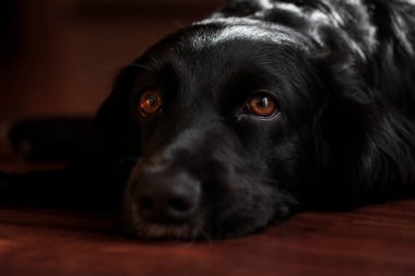 küçük köpek yavrusu Rus spaniel