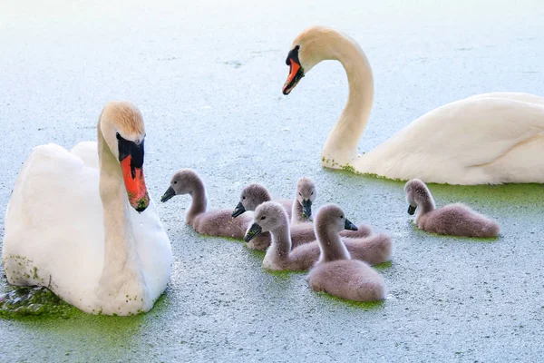 Swan Family Water — Stock Photo, Image