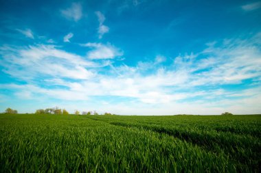 Yeşil bir arazide yol