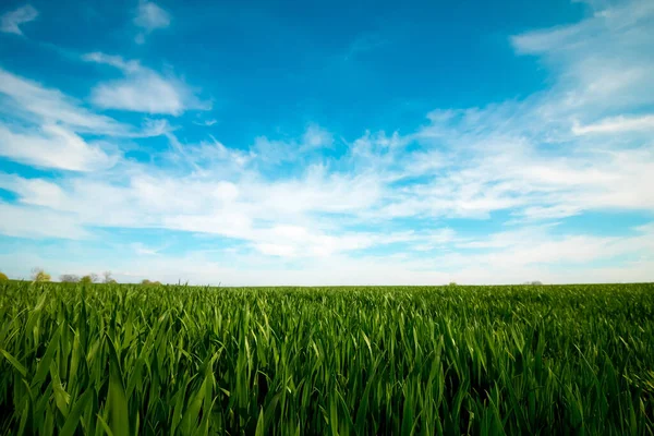 Mavi gökyüzüne karşı yeşil çimen tarlası