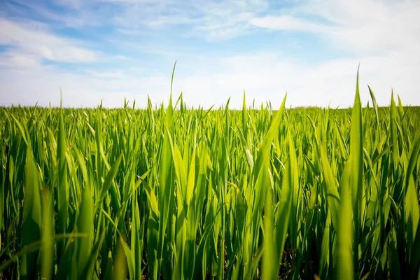 Mavi gökyüzüne karşı yeşil çimen tarlası