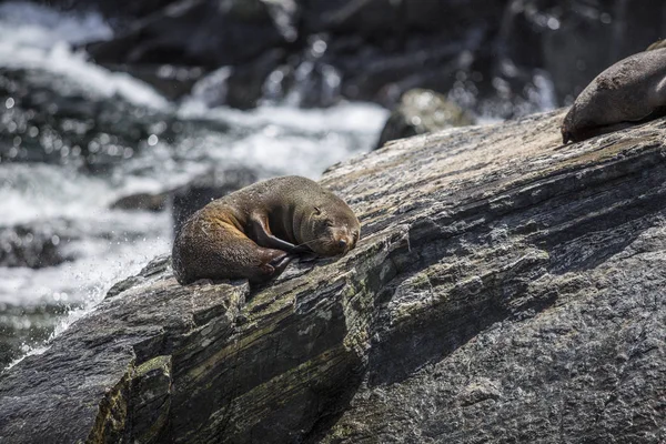 Seals sleeping in Milford Sound Fjordland, New Zealand, South Island